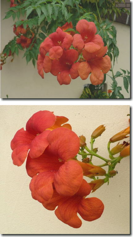 ノウゼンカズラ（凌霄花）の花