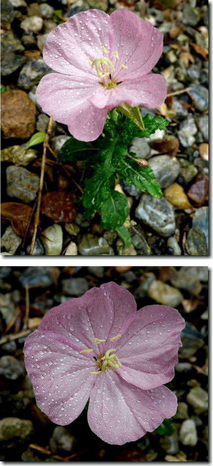 月見草の花