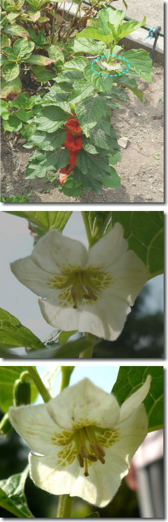 ホオズキの花
