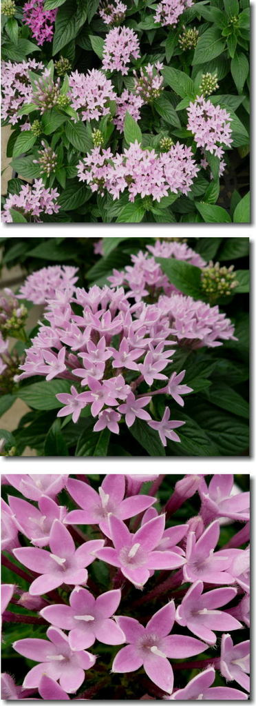ペンタスの花