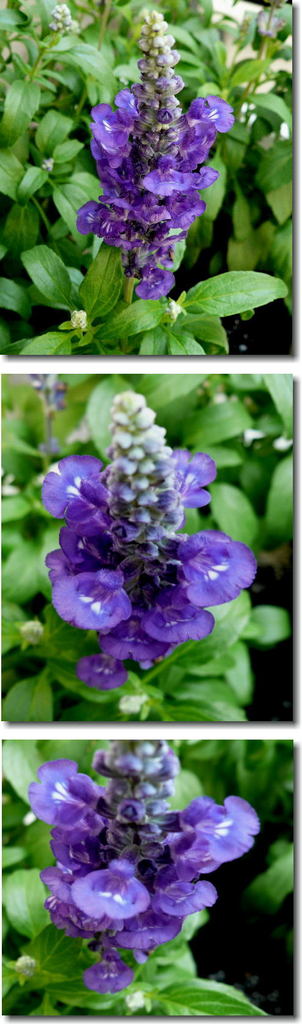 サルビア・ファリナケアの花