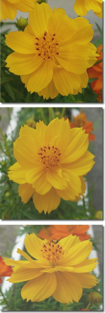 我が家の黄色コスモスの花