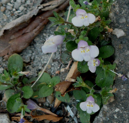トキワハゼの小さな花