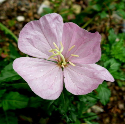 綺麗な月見草の花