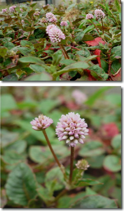 ポリゴナムの花