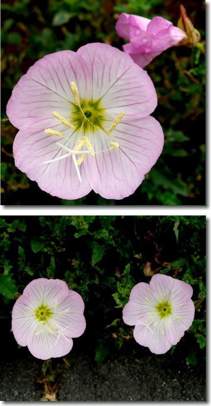 昼咲きツキミソウの花