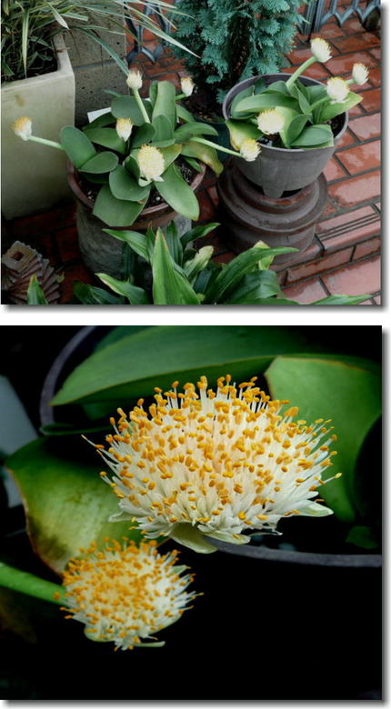 白いマユハケオモトの花