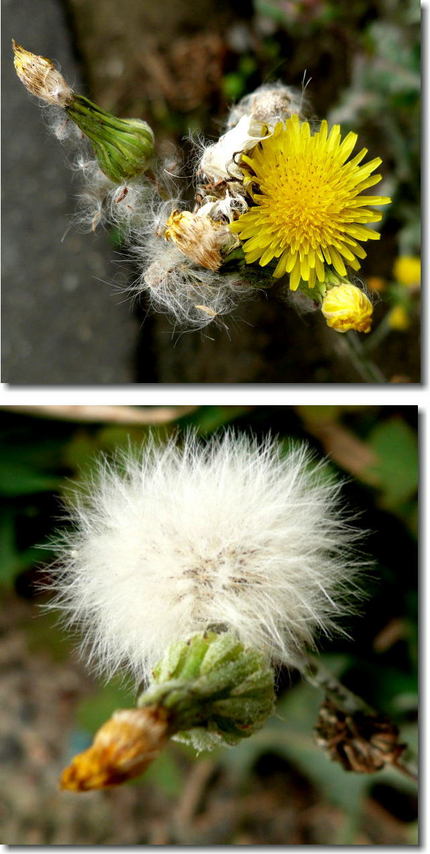 オニタビラコの花と種子