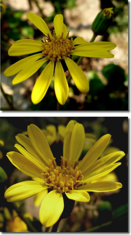ツワブキの黄色い花