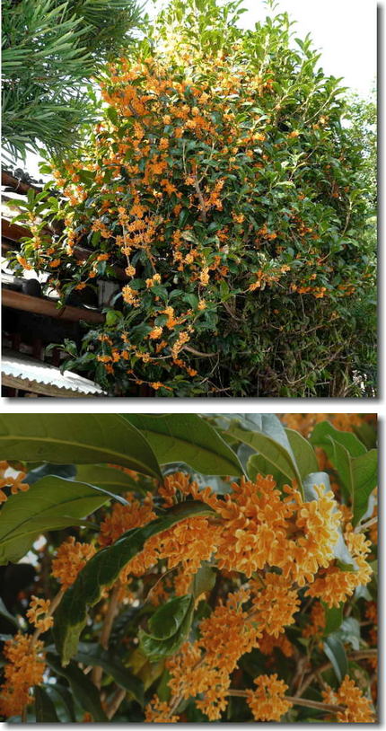 キンモクセイ（金木犀）の花