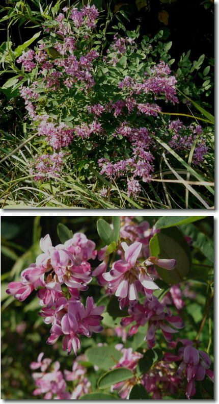 野生ハギの花