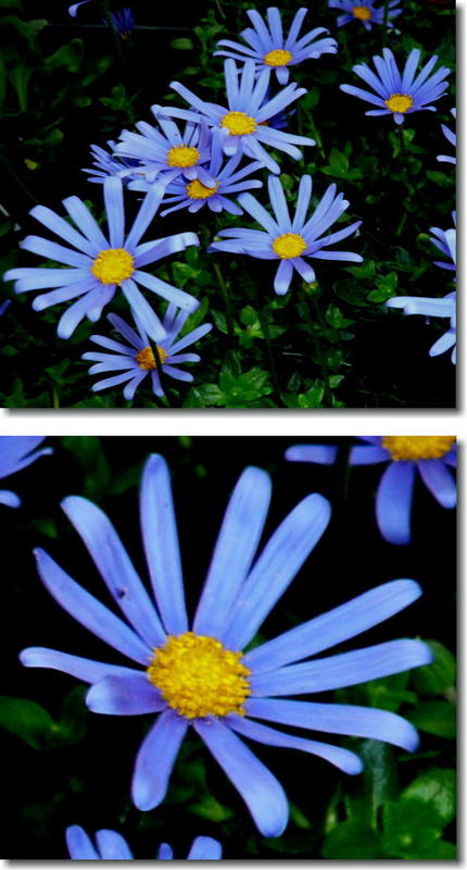 ブルーデージーの花