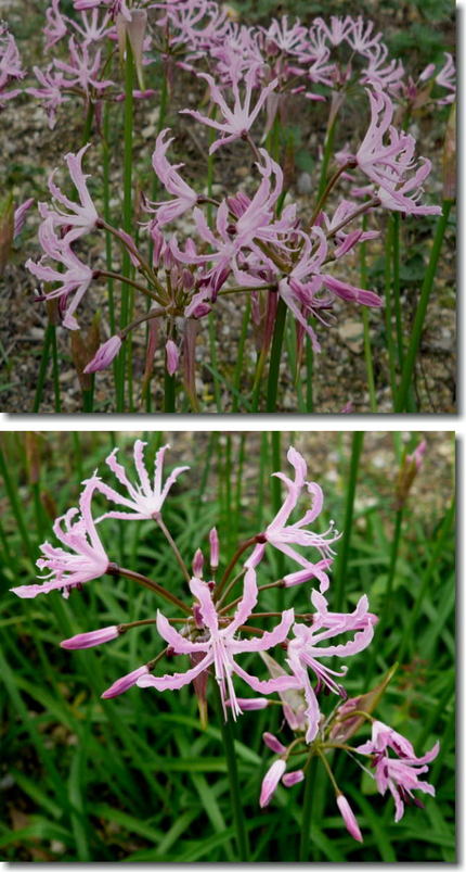 ネリネの綺麗な花