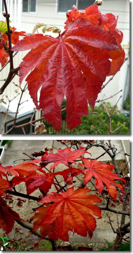 我が家のイタヤモミジの紅葉