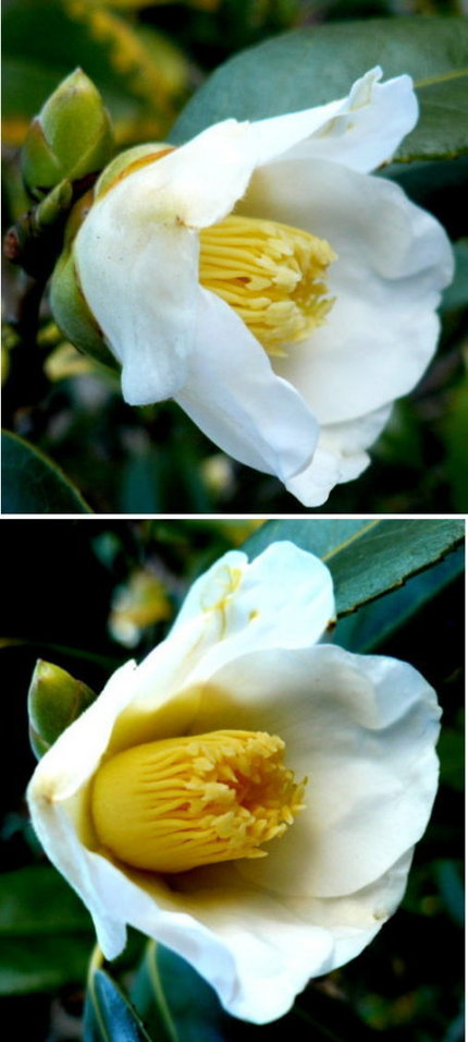 白い侘助椿の花