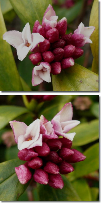 沈丁花（ジンチョウゲ） の花