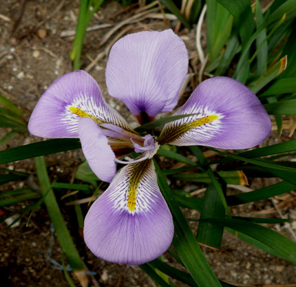 可愛い寒アヤメの花