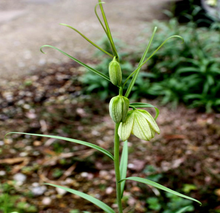 バイモ（貝母）の花