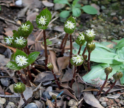 ヒトリシズカの白い小さな花