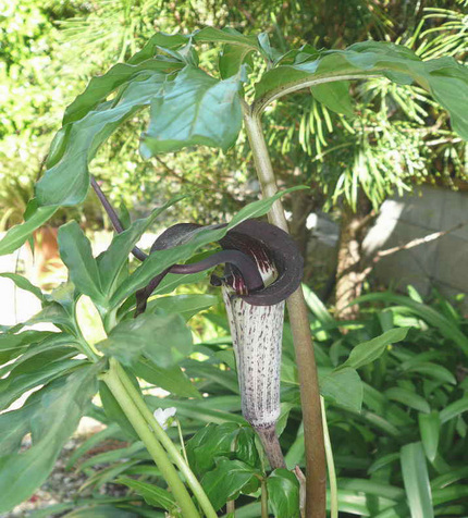 珍しい浦島草の花