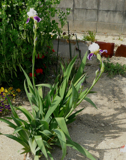 ジャーマンアイリスの花