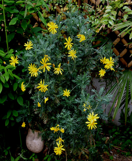 思い出の花「ユリオプスデージー...