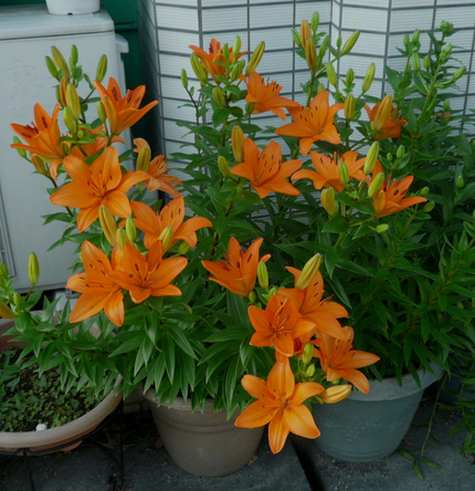 スカシ百合の花