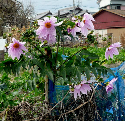 皇帝ダリア