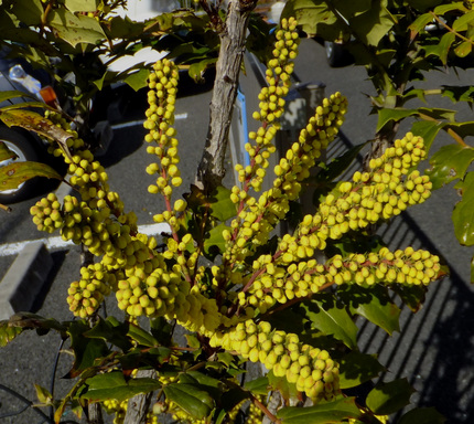 ヒイラギ南天の花
