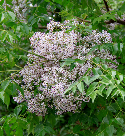 栴檀の花