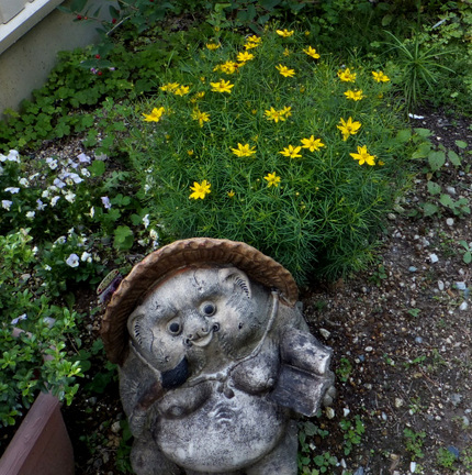 思い出の花「イトバハルシャギク...