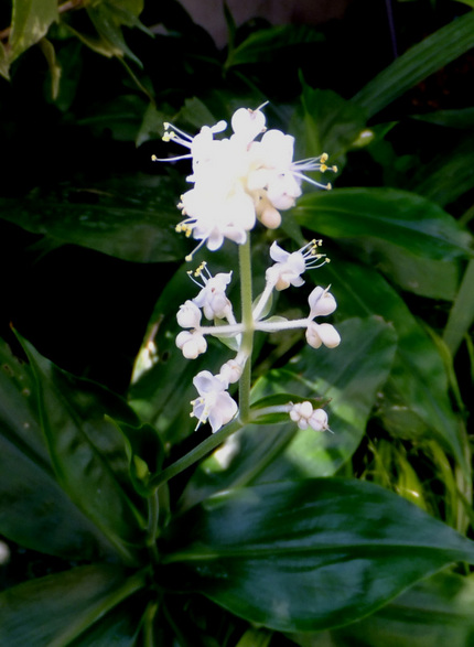 ヤブミョウガ（薮茗荷）の花