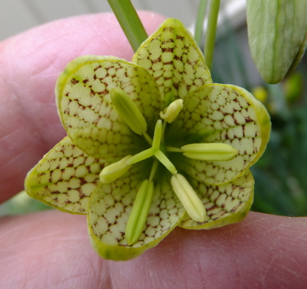 バイモはこんな花をしています。...