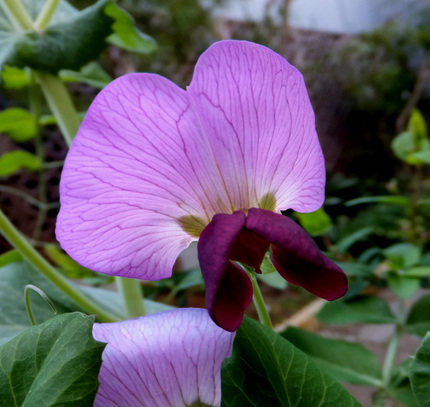 えんどうの花