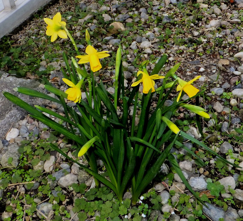 今、庭に咲いている花2021/...