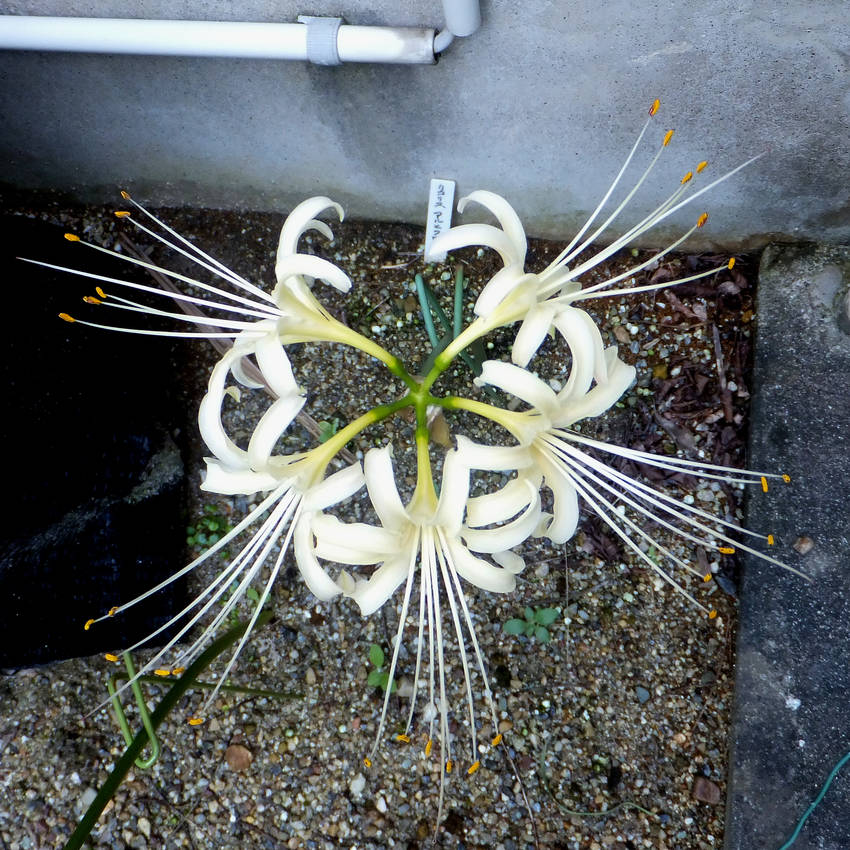 白い彼岸花