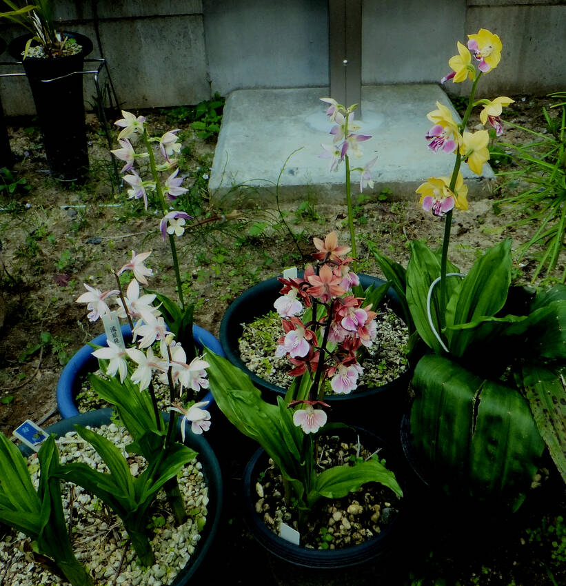 春咲きエビネ蘭開花