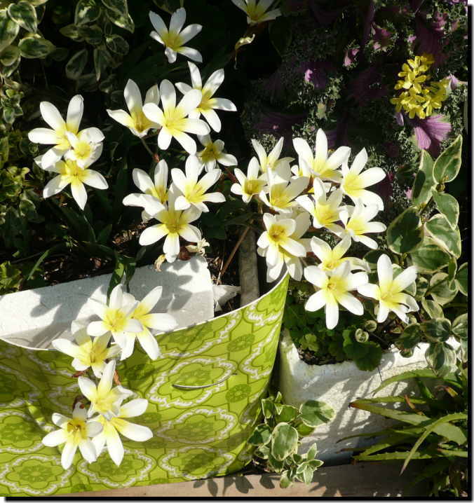 芯が黄色いイキシアの花 私の趣味 花 練込陶芸 Original Video Bloguru 芯が黄色いイキシアの花 私の趣味 花 練込陶芸 Original Video Bloguru