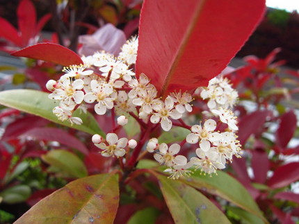 ベニカナメモチの白い花