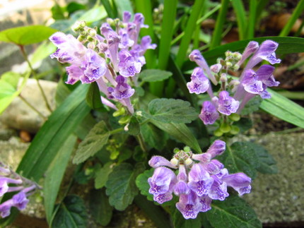 【紫】海神（わたつみ）の花～立...