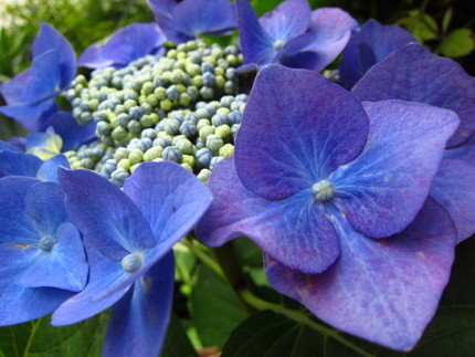 【紫】深い青紫色のガク紫陽花
