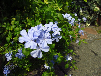 【青】清涼感を振り撒く瑠璃茉莉...