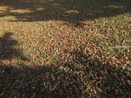 落ち葉の絨毯と日差しのコントラ...