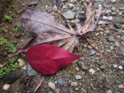 【紅】枯れ紅葉に鮮やかな紅