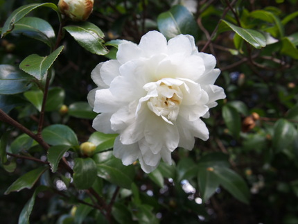 【白】雪マークの中で白い山茶花