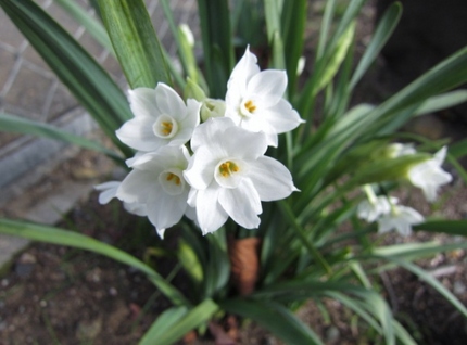 【白】初春らしい白い水仙