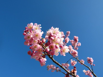 【紅】桜咲く～桜さくら