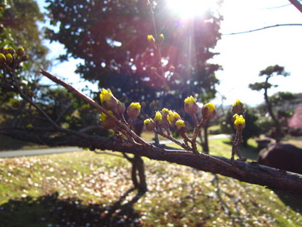 【黄】春の芽～サンシュユ