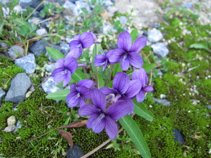 【紫】菫畑