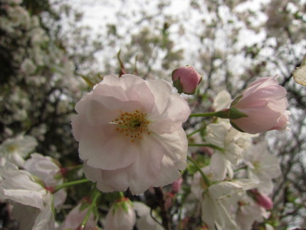 【薄紅】私桜～山桜